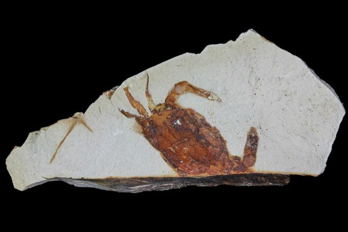 Fossil Pea Crab (Pinnixa) From California - Miocene #85304